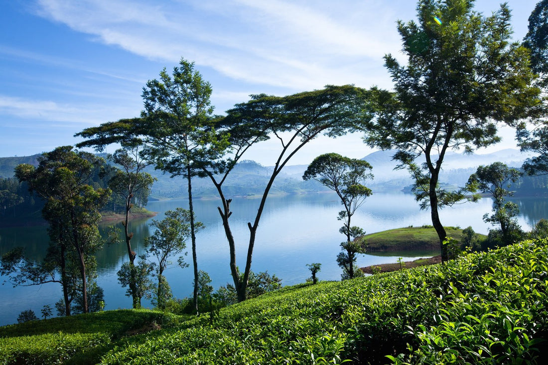 Origins Of Ceylon Tea